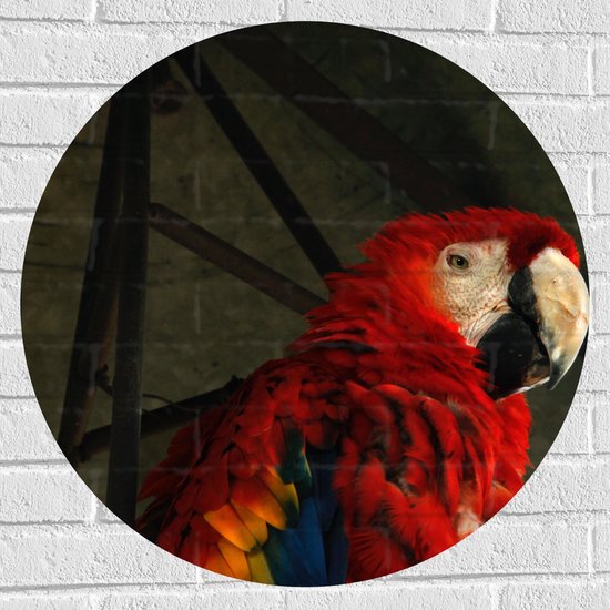 WallClassics - Muursticker Cirkel - Tropische Vogel - Papegaai - 70x70 cm Foto op Muursticker