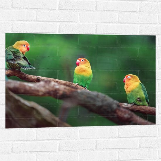 Muursticker - Trio van Blije Kleurrijke Vogels op Takken van Bomen - 90x60 cm Foto op Muursticker