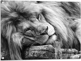 WallClassics - Tuinposter – Liggende Leeuw in het Zwart Wit - 80x60 cm Foto op Tuinposter (wanddecoratie voor buiten en binnen)
