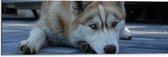 WallClassics - Dibond - Liggende Bruine Husky op Stenen - 90x30 cm Foto op Aluminium (Wanddecoratie van metaal)