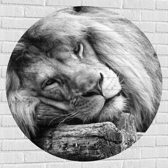 WallClassics - Muursticker Cercle - Lion Couché en Wit - 100x100 cm Photo sur Muursticker