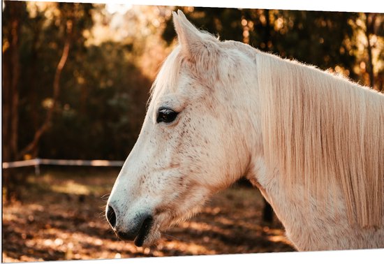 WallClassics - Dibond - Zijkant van Wit Paard - 150x100 cm Foto op Aluminium (Met Ophangsysteem)