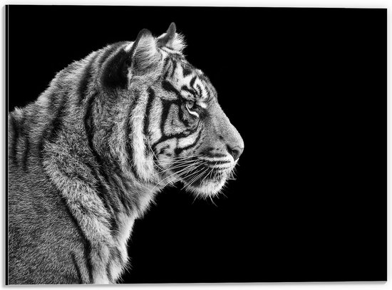 Dibond - Zijaanzicht van Kop van Sumatraanse Tijger (Zwart- wit) - 40x30 cm Foto op Aluminium (Met Ophangsysteem)