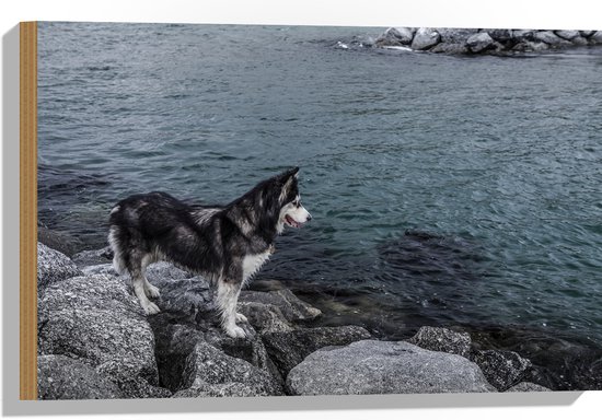 WallClassics - Hout - Zwart Witte Husky starend naar Water - 60x40 cm - 9 mm dik - Foto op Hout (Met Ophangsysteem)