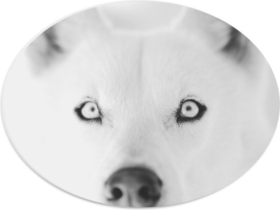 WallClassics - PVC Schuimplaat Ovaal - Witte Poolwolf in het Zwart Wit - 40x30 cm Foto op Ovaal (Met Ophangsysteem)