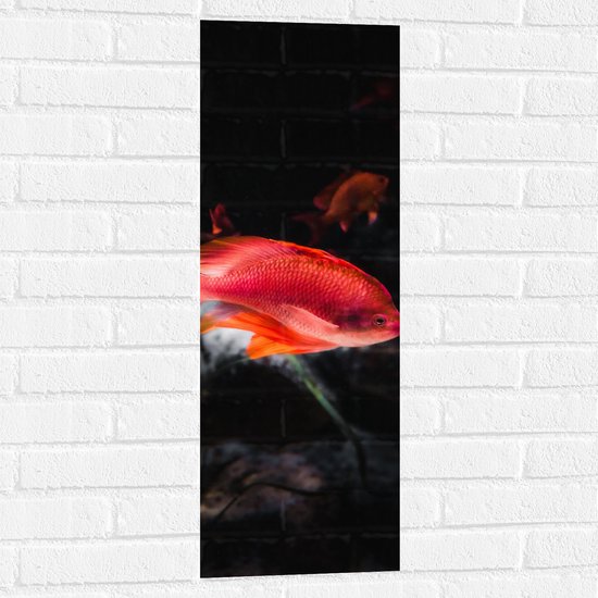WallClassics - Muursticker - Rode Vis Zwemmend in Vijver - 30x90 cm Foto op Muursticker
