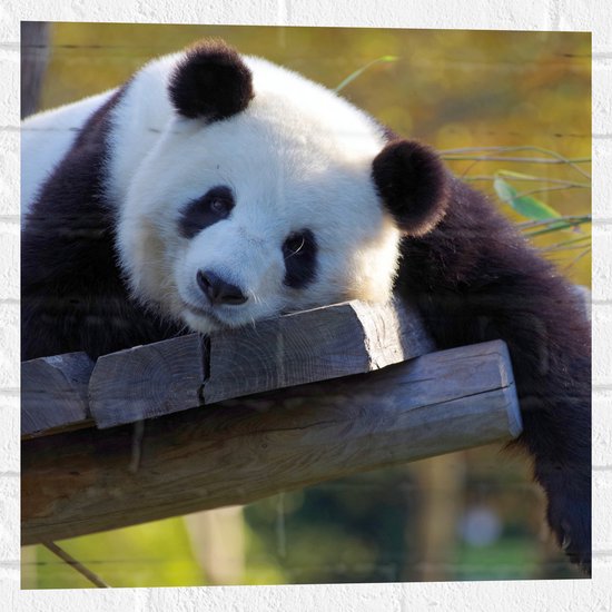 WallClassics - Muursticker - Uitrustende Panda op Houten Vlonder - 50x50 cm Foto op Muursticker