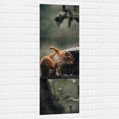 WallClassics - Muursticker - Rode Eekhoorn bij Vogelhuisje - 40x120 cm Foto op Muursticker
