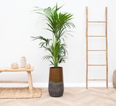 Combi deal - Kentia Palm inclusief Vaas Elisa - 170cm