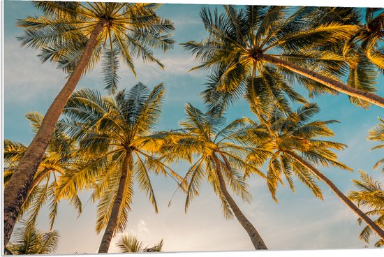 PVC Schuimplaat - Onderaanzicht van Hoge Palmbomen in het Zonlicht - 90x60 cm Foto op PVC Schuimplaat (Met Ophangsysteem)