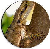 WallClassics - Dibond Muurcirkel - Reptiel in een Boom - 20x20 cm Foto op Aluminium Muurcirkel (met ophangsysteem)