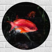 WallClassics - Muursticker Cirkel - Rode Vis Zwemmend in Vijver - 60x60 cm Foto op Muursticker