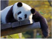 WallClassics - Poster Glanzend – Uitrustende Panda op Houten Vlonder - 80x60 cm Foto op Posterpapier met Glanzende Afwerking