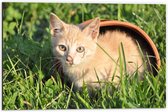 Dibond - Oranjeharige Kat in Potje in het Grasveld - 60x40 cm Foto op Aluminium (Wanddecoratie van metaal)