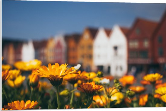 PVC Schuimplaat - Geel Bloemenveld voor Rij Amsterdamse Grachtenpanden - 90x60 cm Foto op PVC Schuimplaat (Met Ophangsysteem)