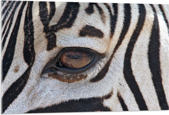 Acrylglas - Close-up van Zebra met Bruin Oog - 105x70 cm Foto op Acrylglas (Met Ophangsysteem)