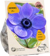 Anemone flower my life blue per 30