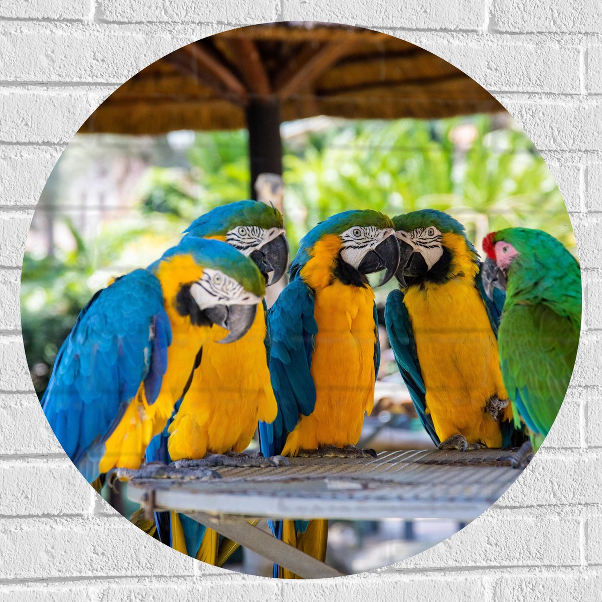 Muursticker Cirkel - Vijf Papegaaien bij Elkaar onder Rieten Parasol - 70x70 cm Foto op Mu
