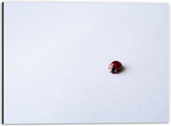 Dibond - Lieveheersbeestje op Wit Oppervlak - 40x30 cm Foto op Aluminium (Met Ophangsysteem)