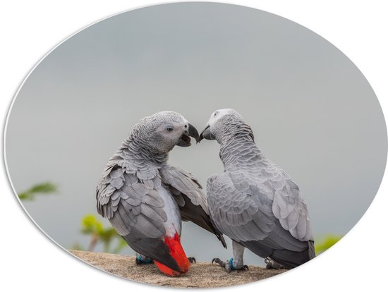 PVC Schuimplaat Ovaal - Liefdevol Grijs Vogelpaar met Rode Staarten - 68x51 cm Foto op Ovaal (Met Ophangsysteem)