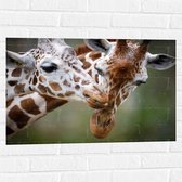 Muursticker - Liefdevol Giraffe Duo - 75x50 cm Foto op Muursticker