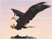 WallClassics - Poster (Mat) - Roofvogel landend in het Water - Amerikaanse Zeearend - 40x30 cm Foto op Posterpapier met een Matte look