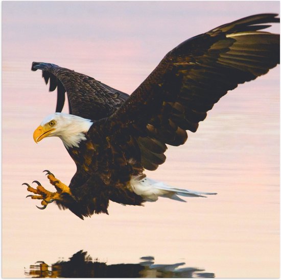 WallClassics - Poster Glanzend – Roofvogel landend in het Water - Amerikaanse Zeearend - 50x50 cm Foto op Posterpapier met Glanzende Afwerking