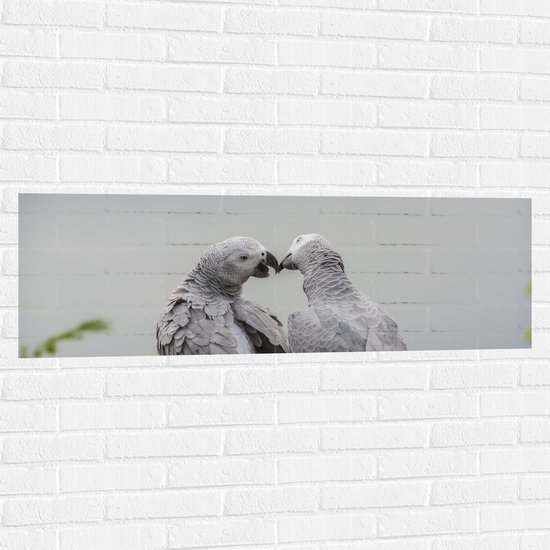 Muursticker - Liefdevol Grijs Vogelpaar met Rode Staarten - 120x40 cm Foto op Muursticker