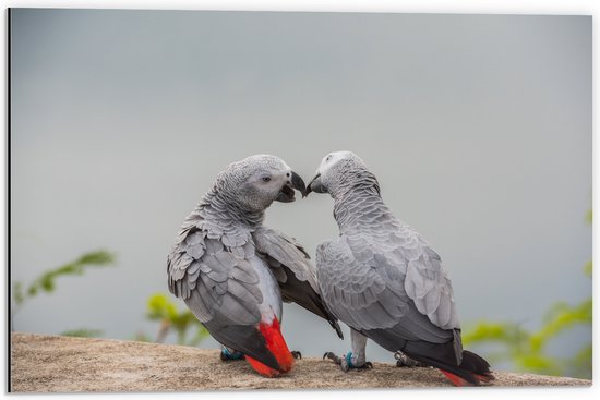 Dibond - Liefdevol Grijs Vogelpaar met Rode Staarten - 60x40 cm Foto op Aluminium (Met Ophangsysteem)