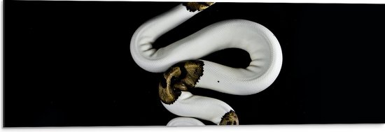 WallClassics - Dibond - Koning Python op Zwarte Achtergrond - 90x30 cm Foto op Aluminium (Met Ophangsysteem)