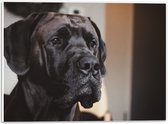 WallClassics - PVC Schuimplaat- Hoofd van Zwarte Hond - 40x30 cm Foto op PVC Schuimplaat