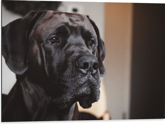 WallClassics - Dibond - Hoofd van Zwarte Hond - 80x60 cm Foto op Aluminium (Met Ophangsysteem)