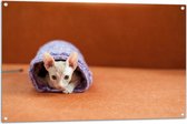 WallClassics - Tuinposter – Naakte Kitten in Paars Dekentje Gerold - 105x70 cm Foto op Tuinposter (wanddecoratie voor buiten en binnen)