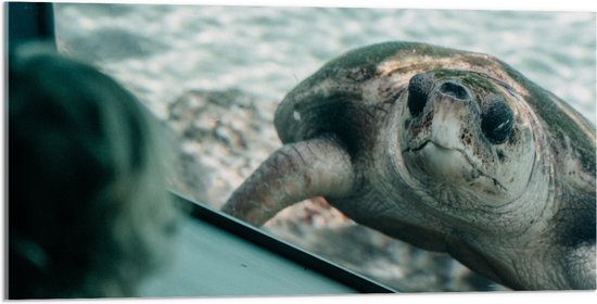 WallClassics - Verre Acrylique - Grande Tortue derrière Glas dans Aquarium - 100x50 cm Photo sur Verre Acrylique (Décoration murale sur Acrylique)