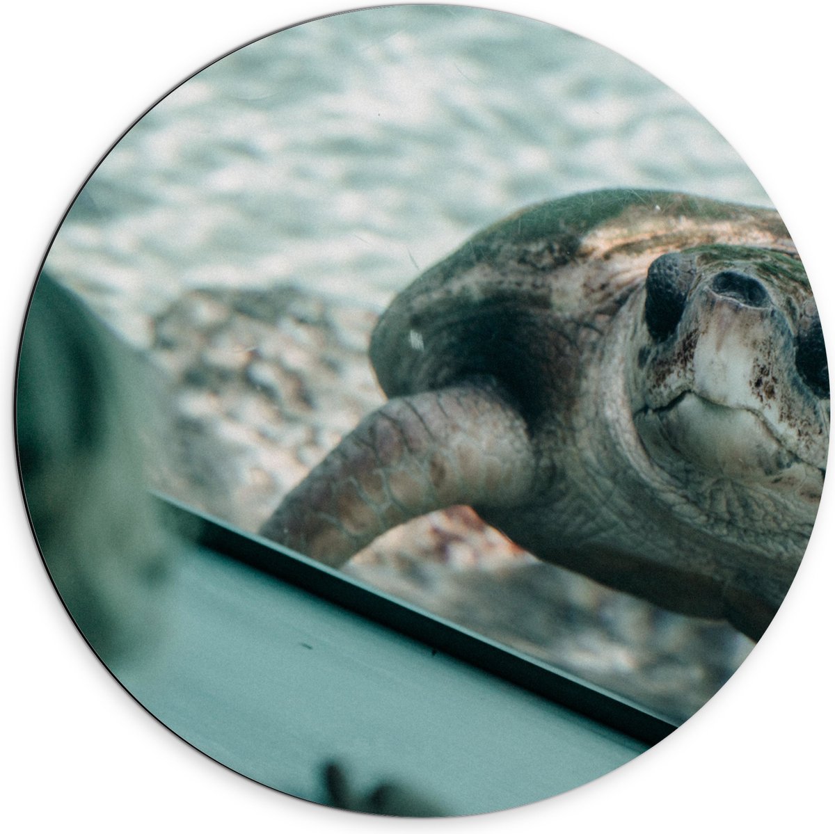 Dibond Muurcirkel - Grote Schildpad achter Glas in Aquarium - 70x70 cm Foto op Aluminium Muurcirkel (met ophangsysteem)