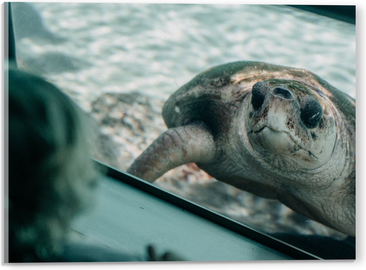 Acrylglas - Grote Schildpad achter Glas in Aquarium - 40x30 cm Foto op Acrylglas (Met Ophangsysteem)