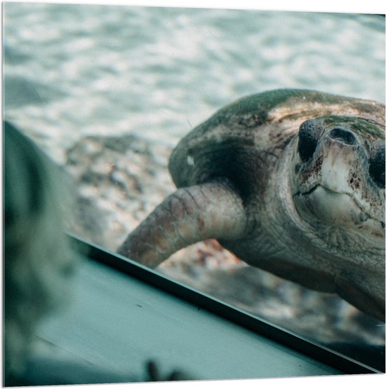 WallClassics - Verre acrylique - Grande tortue derrière une Glas dans un aquarium - 100x100 cm Photo sur verre acrylique (Décoration murale sur acrylique)