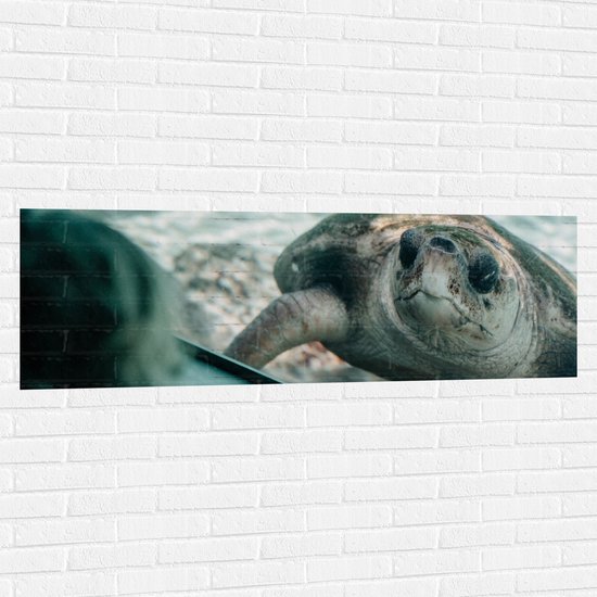 WallClassics - Muursticker - Grote Schildpad achter Glas in Aquarium - 150x50 cm Foto op Muursticker