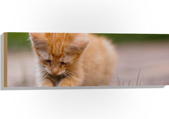 Hout - Kitten Spelend met Insect op Stenen Pad - 90x30 cm - 9 mm dik - Foto op Hout (Met Ophangsysteem)