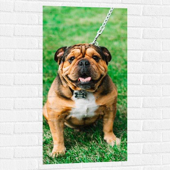 WallClassics - Muursticker - Portret van Bruine Engelse Bulldog - 50x100 cm Foto op Muursticker