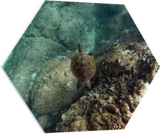 WallClassics - PVC Schuimplaat Hexagon - Kleine Schildpad zwemmend in de Zee - 70x60.9 cm Foto op Hexagon (Met Ophangsysteem)