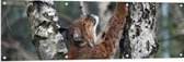 WallClassics - Tuinposter – Lynx Krabbend aan een Boom - 150x50 cm Foto op Tuinposter (wanddecoratie voor buiten en binnen)