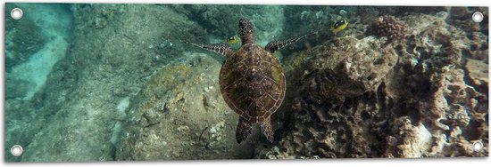 WallClassics - Tuinposter – Kleine Schildpad zwemmend in de Zee - 90x30 cm Foto op Tuinposter (wanddecoratie voor buiten en binnen)