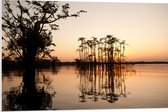 PVC Schuimplaat - Hoge Smalle Bomen Groeiend in Water - 90x60 cm Foto op PVC Schuimplaat (Met Ophangsysteem)