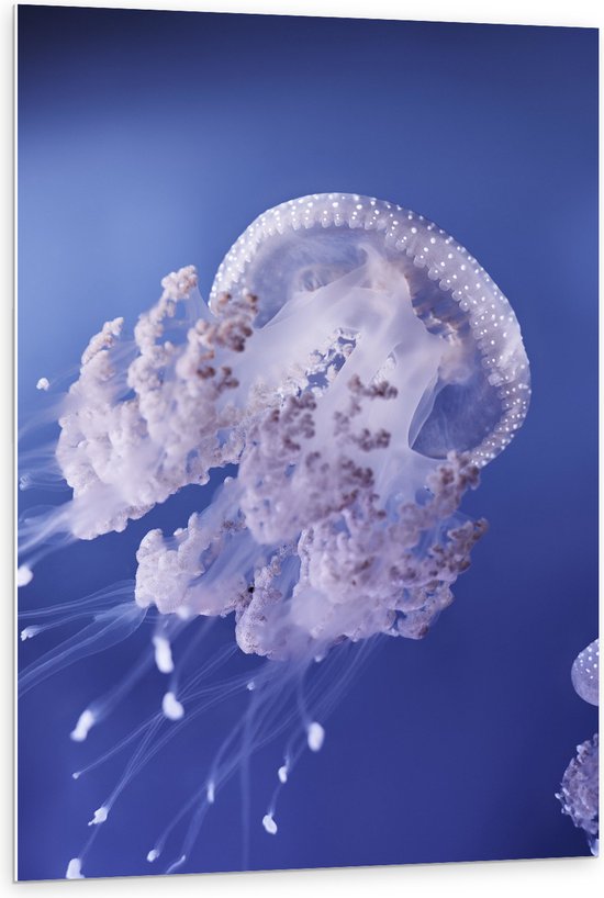 WallClassics - Panneau en mousse PVC – Méduse dans Water violette – 80 x 120 cm Photo sur panneau en mousse PVC