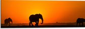 WallClassics - Dibond - Lopende Olifanten bij Zonsondergang - 90x30 cm Foto op Aluminium (Wanddecoratie van metaal)