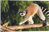 WallClassics - Verre acrylique - Lémur catta marchant sur une branche - Photo 75 x 50 cm sur verre acrylique (avec système de suspension)