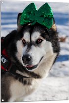 WallClassics - Tuinposter – Hond met Strik op Haarband in de Sneeuw - Siberische Husky - 80x120 cm Foto op Tuinposter (wanddecoratie voor buiten en binnen)