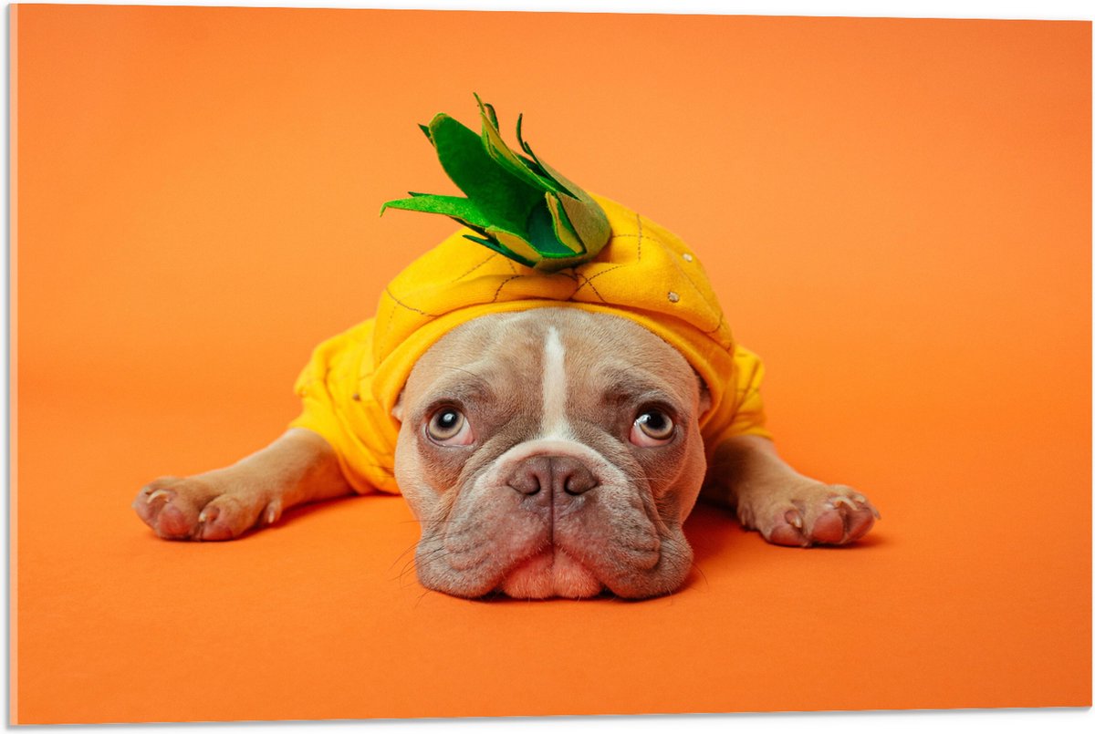 Acrylglas - Hond met Ananas Pak bij een Oranje Achtergrond - 75x50 cm Foto op Acrylglas (Wanddecoratie op Acrylaat)