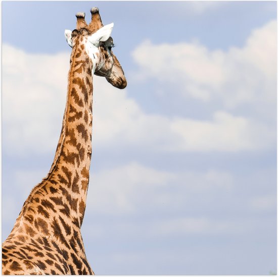 Poster Glanzend – Achteraanzicht van Giraffe - 50x50 cm Foto op Posterpapier met Glanzende Afwerking